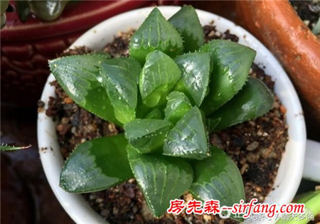 重振旗鼓，繼續(xù)養(yǎng)多肉，繼續(xù)養(yǎng)老樁