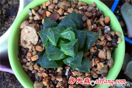重振旗鼓，繼續(xù)養(yǎng)多肉，繼續(xù)養(yǎng)老樁