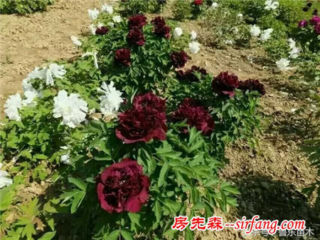 新手如何盆栽牡丹花？