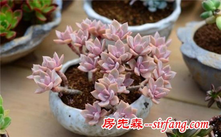 新东方园艺：胧月多肉植物鉴赏