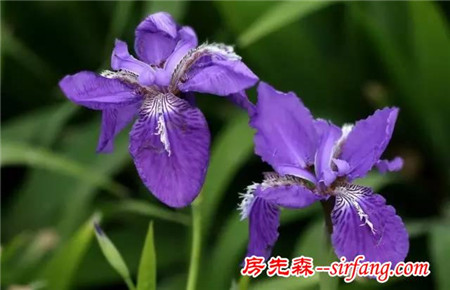 紫色植物除了薰衣草，其实这8种也美爆了！