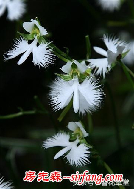 你还在买花吗？山野草盆栽竟能如此高大上！