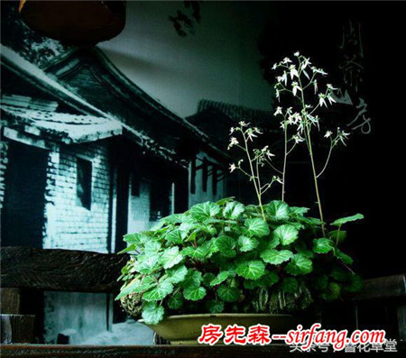 你还在买花吗？山野草盆栽竟能如此高大上！