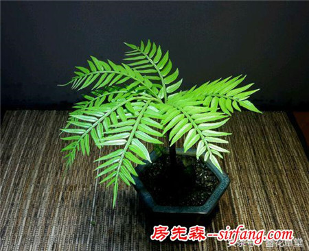 你还在买花吗？山野草盆栽竟能如此高大上！