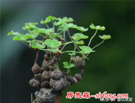 你还在买花吗？山野草盆栽竟能如此高大上！