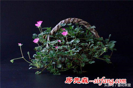 你还在买花吗？山野草盆栽竟能如此高大上！
