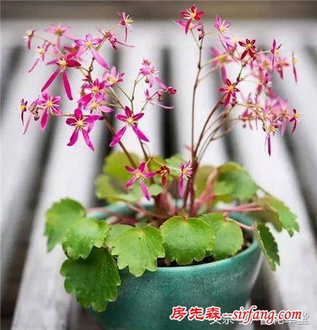 你还在买花吗？山野草盆栽竟能如此高大上！