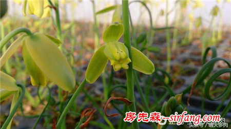 香果石蒜属 Gethyllis 多肉植物完全介绍