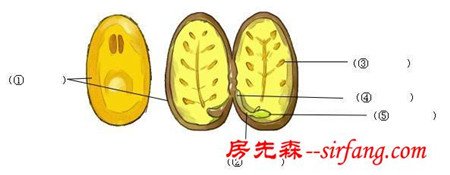 「单元同步练」三年级下册第一单元——植物的生长变化