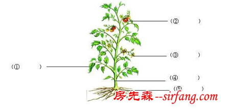 「单元同步练」三年级下册第一单元——植物的生长变化