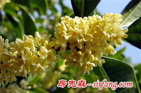 要想“盆栽桂花”長(zhǎng)得好，必須注意這三點(diǎn)