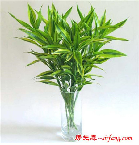 这样“水养”富贵竹，不仅不黄叶、生根快，而且叶片又绿又大