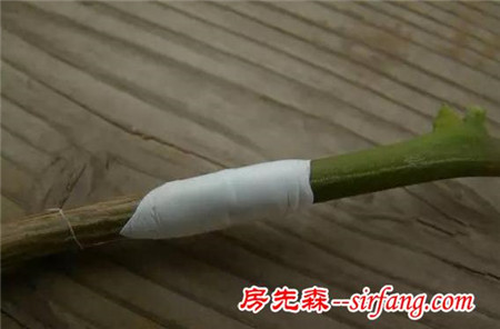 退休老大爷拿花做实验，一种花开出N种颜色