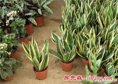 虎尾兰真的有那么神奇？能吸收室内有害气体？