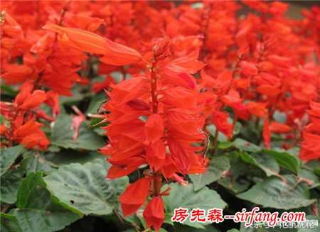 一串红---中国城市和园林中最普遍栽培的草本花卉之一。