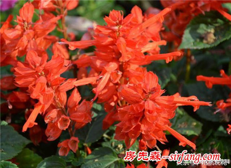 一串红---中国城市和园林中最普遍栽培的草本花卉之一。