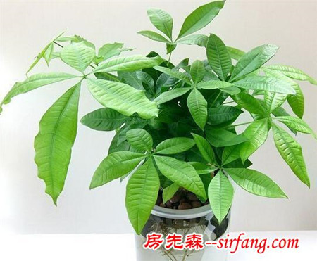 家里摆放的十个细节让你越过越富有