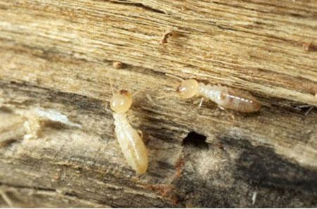 木地板防白蚁的五大措施