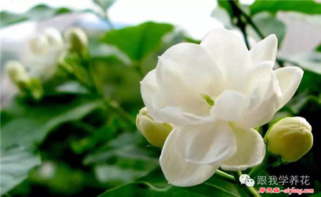 你想知道别人家满室生香的茉莉花是怎么养的吗？