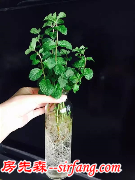 家里有綠植的朋友注意了！你家的植物可能全擺錯(cuò)了