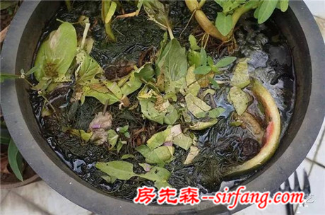 家庭自制有机肥！变废为宝，为植物添点肥 | 塔莎课堂