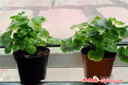 變廢為寶--木箱變花箱，種上天竺葵好美
