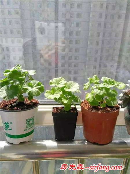 變廢為寶--木箱變花箱，種上天竺葵好美