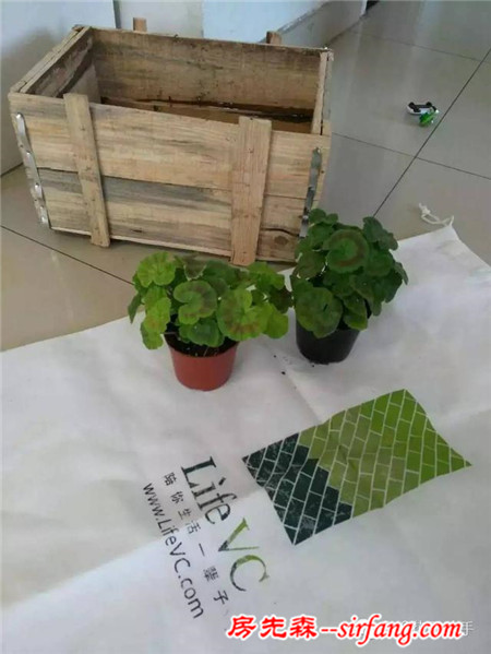 變廢為寶--木箱變花箱，種上天竺葵好美