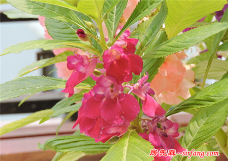 颜色多样的指甲花 凤仙花的栽培方法
