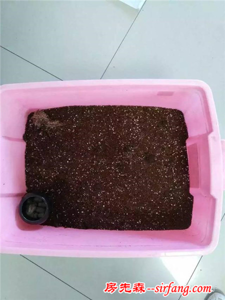 變廢為寶--木箱變花箱，種上天竺葵好美