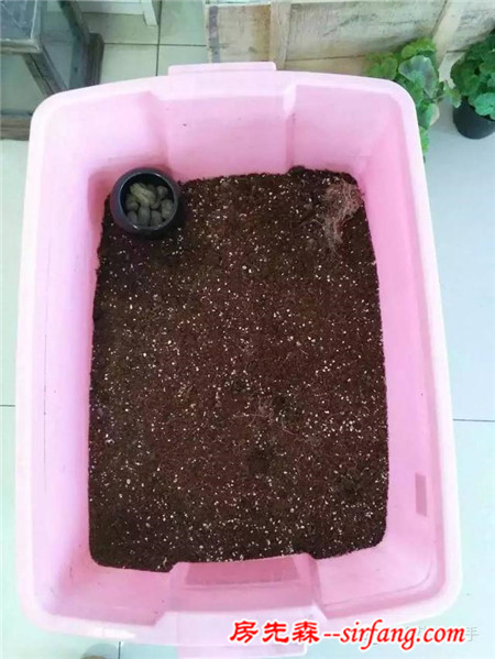 變廢為寶--木箱變花箱，種上天竺葵好美