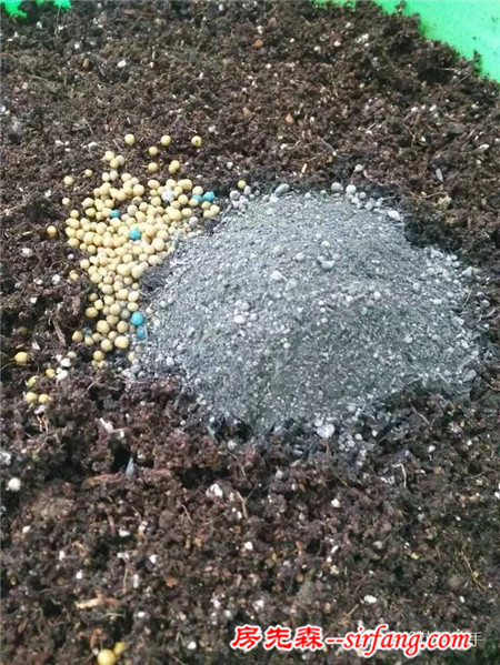 變廢為寶--木箱變花箱，種上天竺葵好美