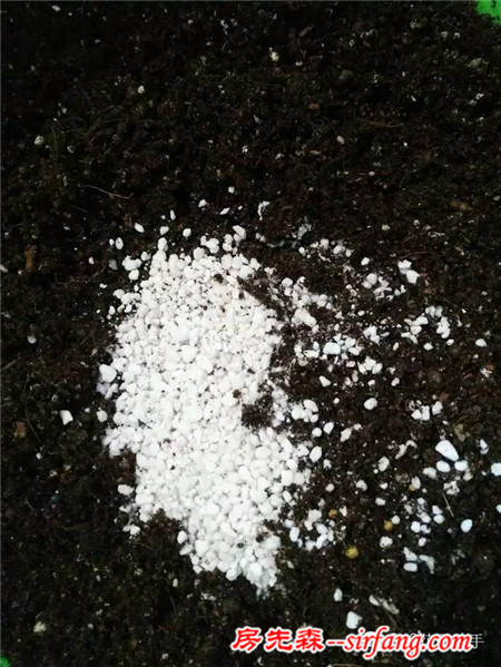 變廢為寶--木箱變花箱，種上天竺葵好美