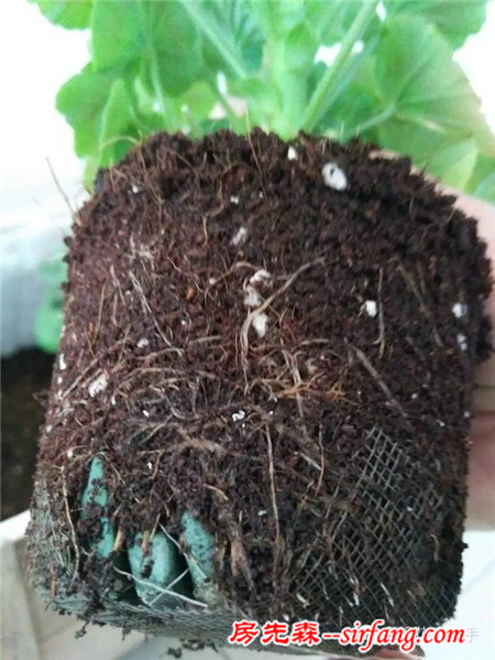 變廢為寶--木箱變花箱，種上天竺葵好美