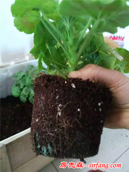 變廢為寶--木箱變花箱，種上天竺葵好美