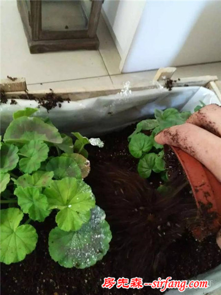 變廢為寶--木箱變花箱，種上天竺葵好美