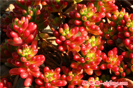 多肉植物种植 重视湿度温度光照水肥