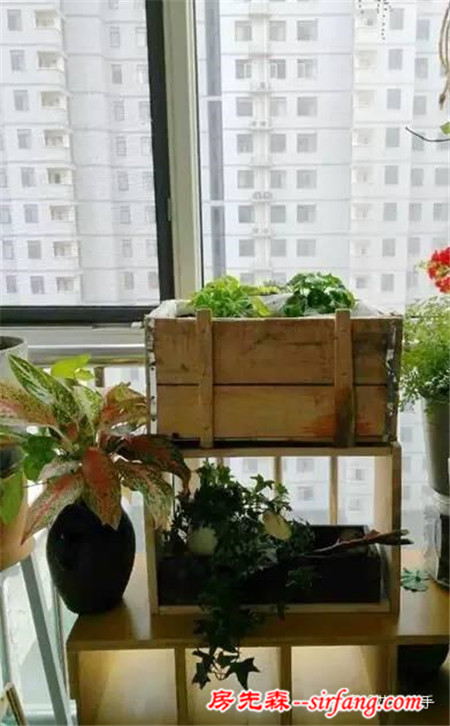 變廢為寶--木箱變花箱，種上天竺葵好美