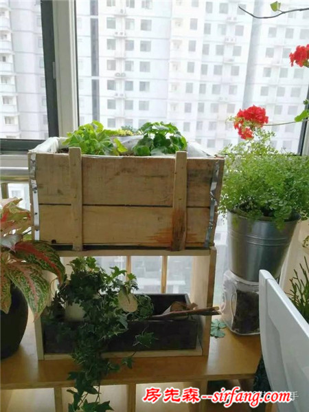 變廢為寶--木箱變花箱，種上天竺葵好美
