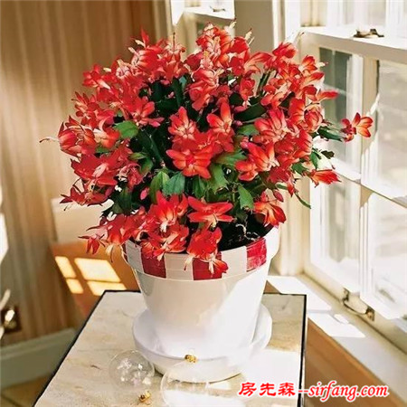 室内也可以灿烂花开，有你钟情的植物么？