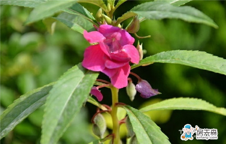 凤仙花的风水作用 给家人带来好运