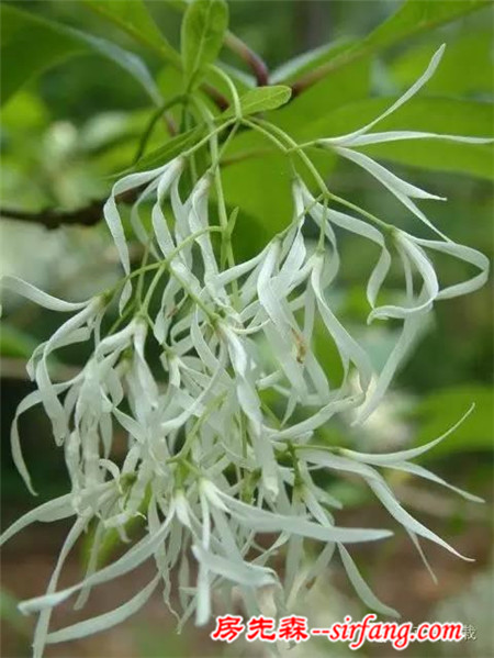 绿树银花满眼的白色，这植物不种院子亏了