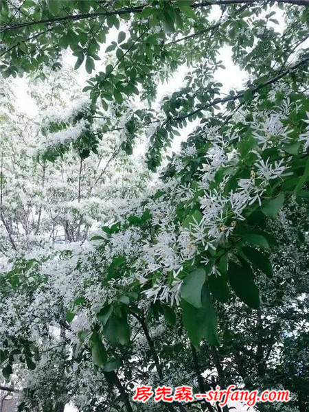 绿树银花满眼的白色，这植物不种院子亏了