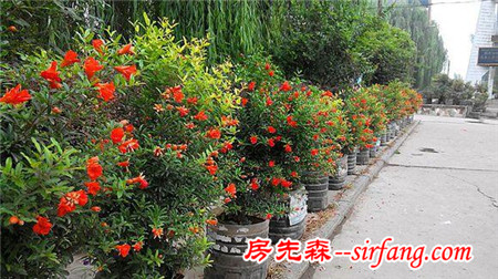 家庭阳台盆栽，比较好的盆花组合四季都可鉴赏！
