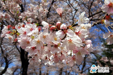 樱花的作用 细数樱花的四大用途