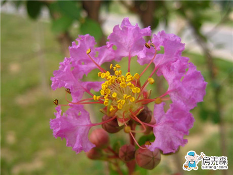 紫薇常见病虫害及解决方法 养出健康紫薇树