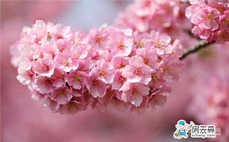最全面的樱花病虫害及解决方法 为你养护樱花支招