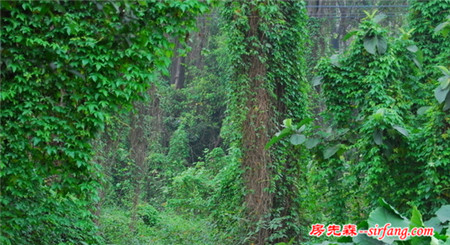 油绿光滑的爬墙植物 常青藤的养殖方法