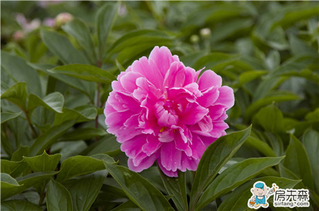 芍药虫病害及解决方法 教你芍药虫病害怎么处理