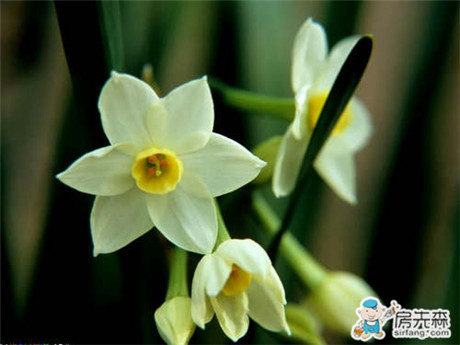 水仙花种植 必看的六大种植技巧